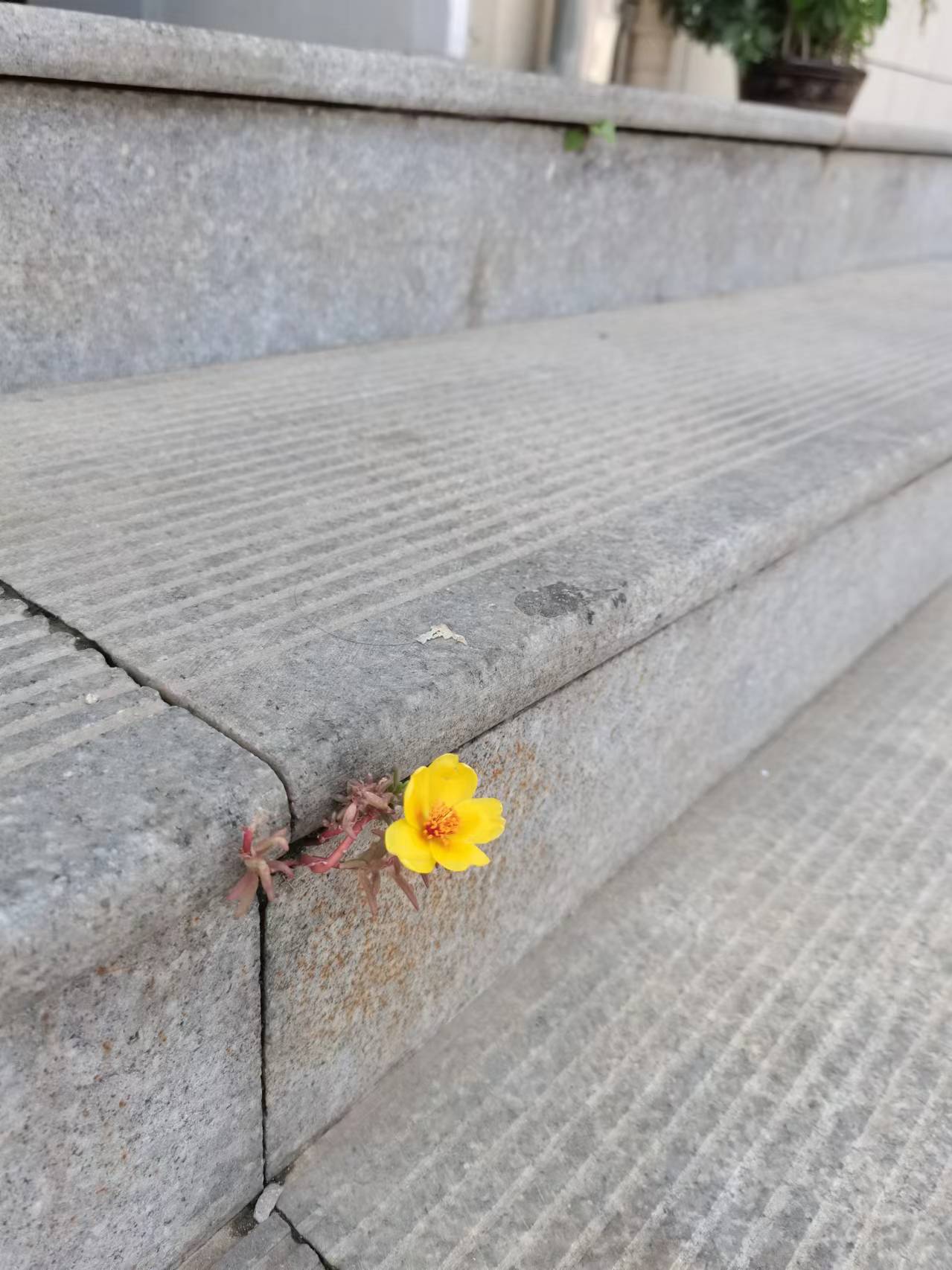 臺(tái)階上開出的小花