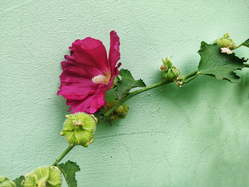 蜀葵花開，藏在記憶里的祖孫情