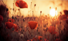 夕陽(yáng)下美麗的拌合站