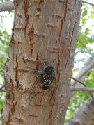 居高聲自遠，非是借秋風