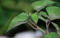 食療保健長(zhǎng)壽菜——地瓜葉