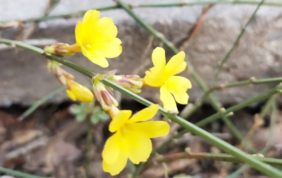 春天已經(jīng)到來，勝利的腳步還會(huì)遠(yuǎn)嗎？