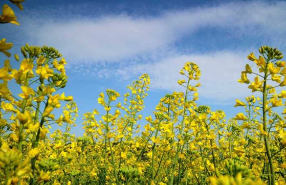 三月，你好