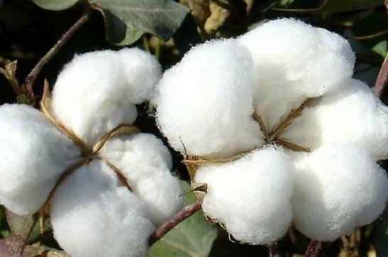 度之往事，驗之來事——我與新疆棉的故事